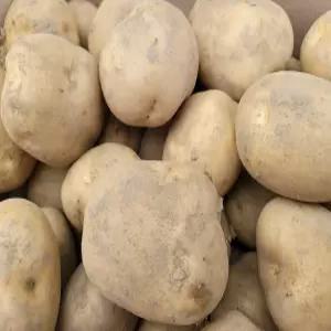 감자 수미 알감자 3kg 5kg