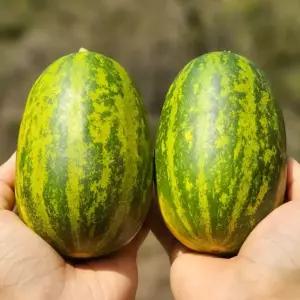 싱싱햇 파파야멜론 개구리참외 파파야 메론 참외 1kg