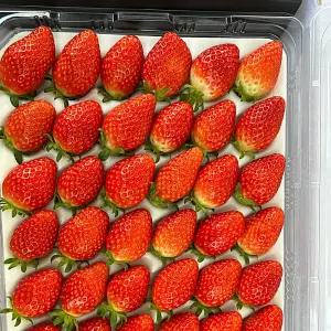설향 실속형 논산 비타베리딸기 750g 이상 난좌 35~42과
