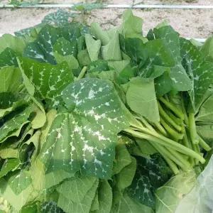 GAP인증 국내산 호박잎 1kg