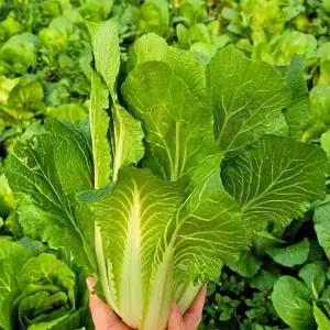국내산 얼갈이 배추 4kg