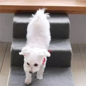 강아지 계단 3단 애견 계단 반려동물 스텝 발판 3단 슬개골 침대 매트 소파 다리
