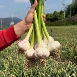 햇 의성 대서마늘 저장용 통마늘 특 10kg 100개내외