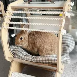 원목 캡슐 고양이 쉼터 반려동물하우스 고양이원목집 캣하우스 고양이동굴