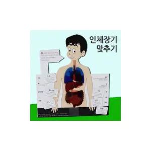 2개) 인체 장기맞추기 5인용 어린이 학교 과학 수업 교구 실험 교육완구 과학장난감