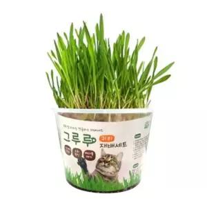 고양이 재배 세트 귀리 1P 캣글라스 고양이풀 키우기 캣글라스재배 (WEE9A4B)