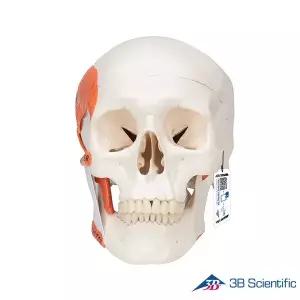 [종로의료기]3B Scientific 인체모형 기능형 두개골모형 A24 저작근표현 2분리
