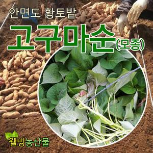 고구마순(도소매) 호박,꿀 고구마 모종