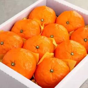 [오초록] 제주 카라향(귤로향) 2kg(10~12과내,선물용)