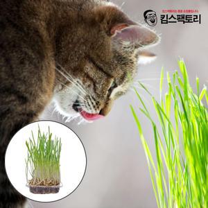 직접키운 캣그라스 생화 2개 고양이풀 고양이 헤어볼 천연 간식 캣글라스