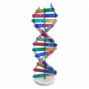 DNA 입체 모형 만들기(10인용)