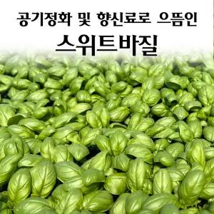 [모종심는아빠] 공기정화와 식용으로 인기 스위트바질 모종3포트