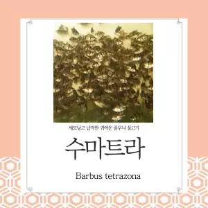 생먹이 자루 수마트라 50마리~ 먹이용 관상용 합사하기 좋은 예쁜 물고기