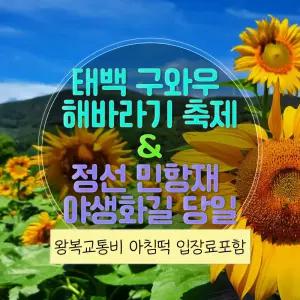 [강원] 태백 구와우 해바라기 축제와 정선 만항재 야생화길 당일