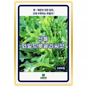 산들 와일드 루꼴라 씨앗 1000립 영양분 많고 부드러운 루꼴라씨 종자