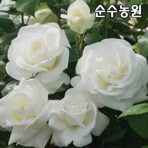 유럽사계덩굴장미 묘목, 프레쉬 스노우 개화주 포트1개/넝쿨, 줄장미/꽃나무