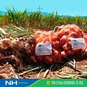 2026 햇 해남마늘 100통(한접)_ M사이즈, 특등급