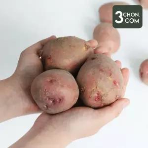 [롯데백화점]삼촌밥먹자 햇 홍감자 빨간감자(중) 3kg