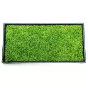 테라리움 비바리움 양지이끼 석부작 조경용 서리이끼 1판(30CMX60CM)