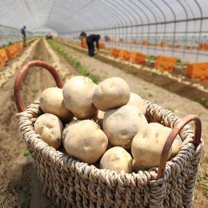 [삼촌밥먹자][산지직송] 포실포실한 햇 개진감자(특) 3kg