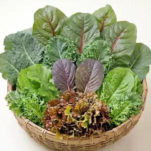 [사계절청년농부]모듬쌈채소 7종(꽃상추 로메인 케일 치커리 등) 1kg