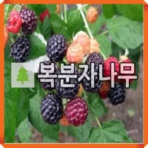 슈퍼 복분자나무 묘목 블랙베리 v9 메이플 삽목1년 3주묶음