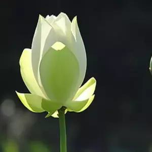 연꽃 (금태양) 중형종 노지월동 수생식물- 뿌리1개 KM899
