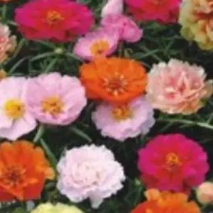 (겹채송화) 씨앗 야생화 꽃씨 혼합 종자 품종 10000립/식물/원예/학교/체험/유치원/키우기/다양/새싹/꽃씨