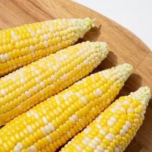 갤러리아 [더조은] 제주직송 초당옥수수 중품 (8-13cm) 10개입