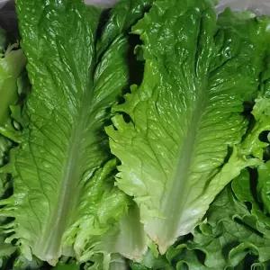 매일 새벽경매 입고 청상추 1kg 싱싱한 쌈채소 생과