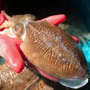 국내산 생물 특대 갑오징어 1kg 2-3미내외 생갑오징어 선도보장 제철갑오징어