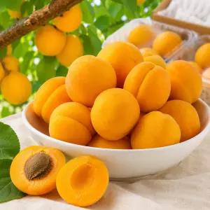 새콤달콤 영천 노지 햇 살구 3kg 상(48과 내외