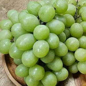 학교 포도 청포도 애플 오톰크리스피 1kg 씨없는포도 애플청포도 과일 서치41