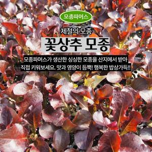 상추모종48개 선풍플러스 꽃상추 (모종파머스)