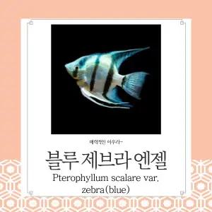 블루 제브라 엔젤피쉬 줄무늬가 아주 예쁜 귀여운 아이들 관상용 열대어 어항 수족관 생먹이자루