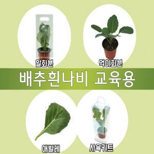 배추흰나비기르기세트(교육용) EDU-40278 / 과학 체험학습 실험키트