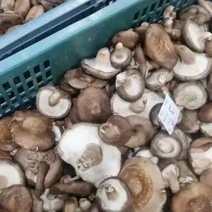 국내산 생 표고버섯 파지 1kg~ 가정용 못난이 표고 실속형