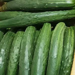 국내산 취청오이 보통 상 5kg 10kg