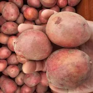햇 홍감자 (왕특) 2kg 적색 햇감자 포슬포슬 카스테라