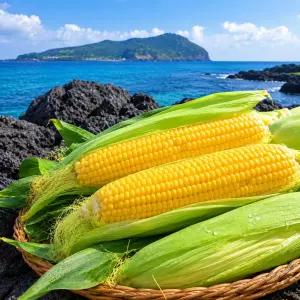 꿍이네 제주 프리미엄 초당옥수수 특품 18.8Brix 아삭달콤