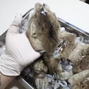 서해안 급냉 갑오징어 1kg(중대/3-12미내외)