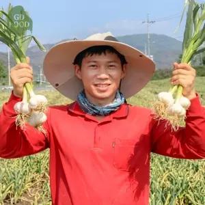 건담농수산 의성 햇마늘 통마늘 소~중 10KG 장아찌용 밭마늘 마늘제철