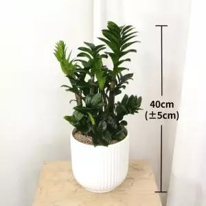 보석금전수 화분 40cm 코스트코 마켓송지2606