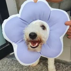 꽃피는 강아지 고양이 쿠션 넥카라 퍼플 L (WA9EEBC)