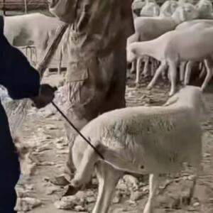 농장 동물 관리용 잡는 고리 농업 손질 취급 50CM 목자용 장비