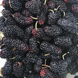 100% 국산 햇 명품 토종 오디 5kg
