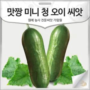 맛짱 미니 청 오이 씨앗 미니오이 종자 오이씨 10알