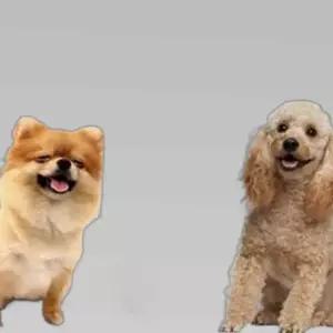 강아지 습식사료 전연령 영양밥상 치킨 오리 5개 5개