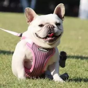 펫코미 진돗개하네스 소형견하네스 H형 하네스 옷 M