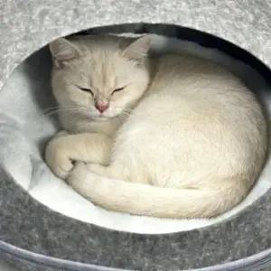 고양이 발바닥형 숨숨집 돔형 고양이 은신 하우스 은신처 지퍼분리형 반폐쇄 휴식집 집 하우스 실내용